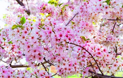 cherry blossom